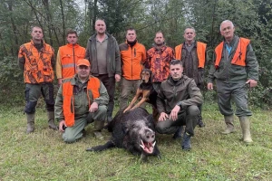 Vepra otkrili tragovi u kukuruzu: Pala "mrcina" od 210 kilograma