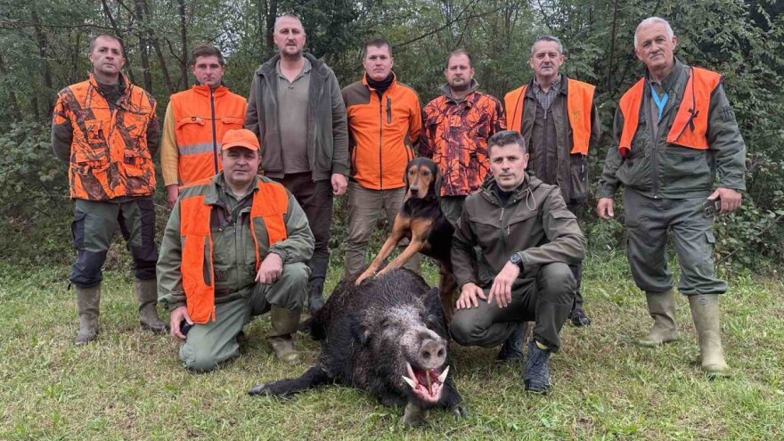 Vepra otkrili tragovi u kukuruzu: Pala "mrcina" od 210 kilograma