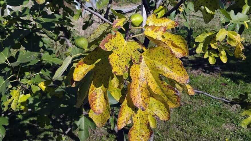Smokva sve popularnija u kontinentalnim krajevima, kako je štititi?