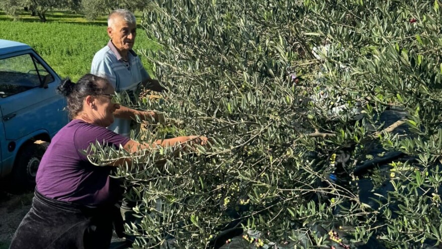Počela berba u Lolinom maslinku: Cijena ulja mogla bi rasti