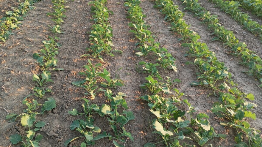Smanjene površine pod uljanom repicom. Posejana nakon roka, sada joj treba kiša