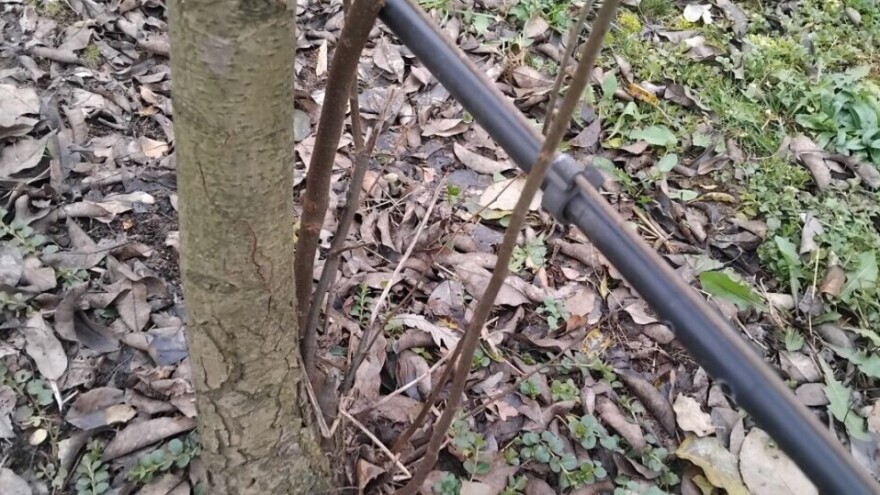 Zašto treba rezati izdanke iz krušaka, na dunji kao podlozi?