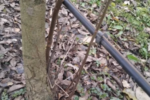 Zašto treba sijeći izdanke iz krušaka, na dunji kao podlozi?
