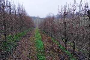 Opalo lišće sa stabala: Kako rezati starije kruške?