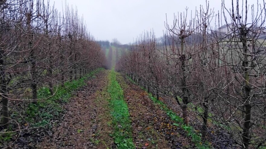 Opao list sa stabala: Kako rezati starije kruške?