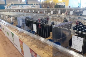 Najbolje što BiH ima: Prikazano 1.500 jedinki sitnih životinja