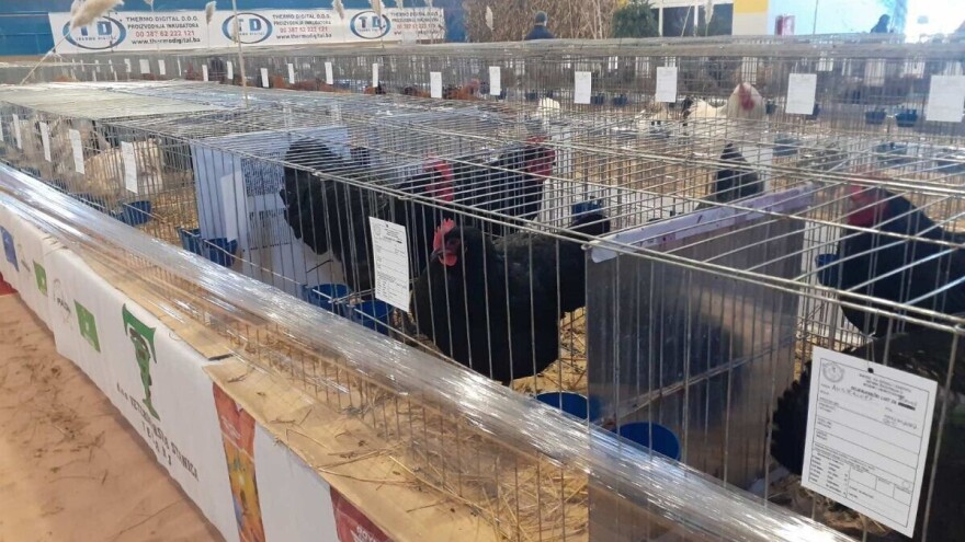 Najbolje što BiH ima: Prikazano 1.500 jedinki sitnih životinja