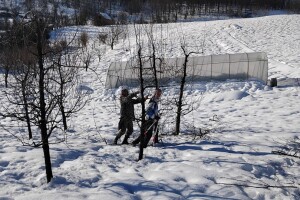 Rezači povećali cijenu rezidbe: Dnevnica i do 200 KM
