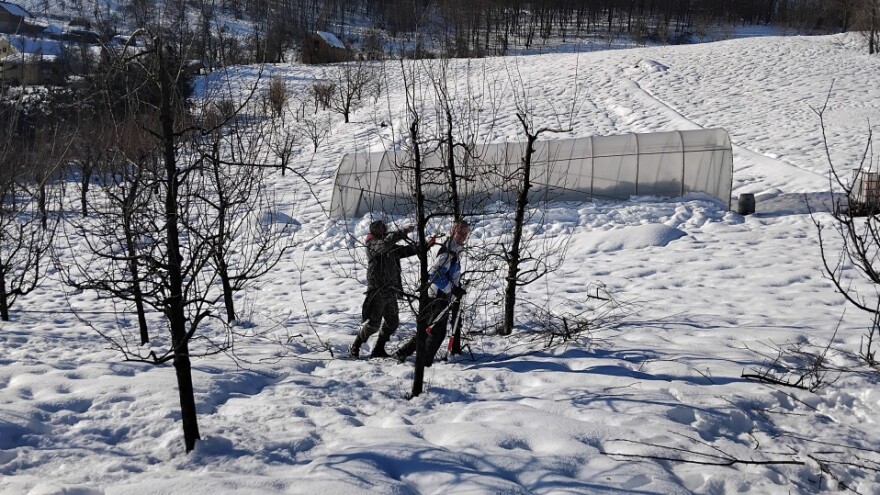 Rezači povećali cijenu rezidbe: Dnevnica i do 200 KM