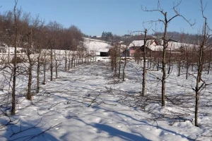 I dalje se može uraditi zimska rezidba krušaka: Evo detaljnog uputstva