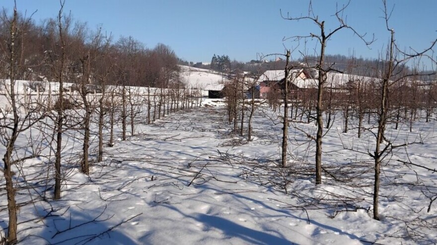 I dalje se može uraditi zimska rezidba krušaka: Evo detaljnog uputstva