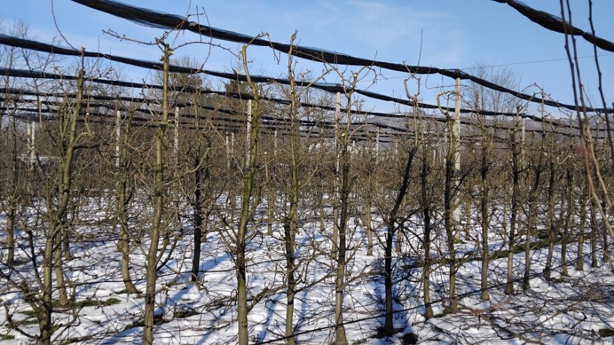 Kako orezivati jednu od najpopularnijih krušaka kod nas?