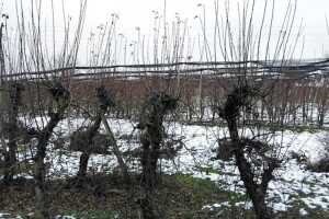 I na plantažnim jabukama treba skidati "kape", evo kako