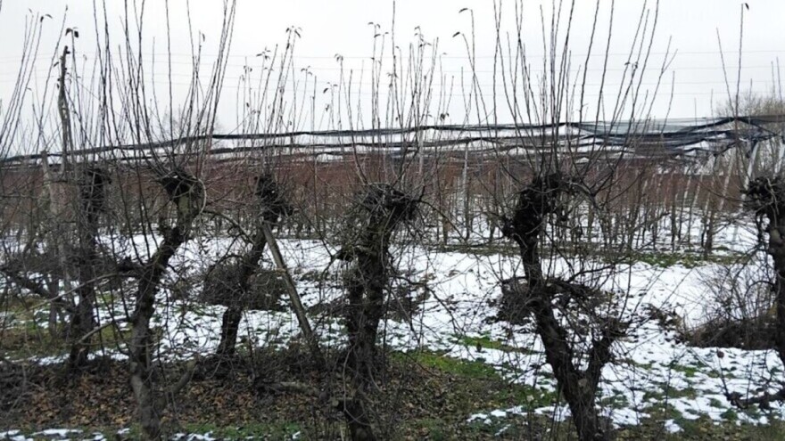 I na plantažnim jabukama treba skidati "kape", evo kako