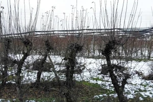 I na plantažnim jabukama treba skidati kape, evo kako