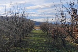 Erwinia napravila kaos u nasadima dunja: Kako spasiti stabla?