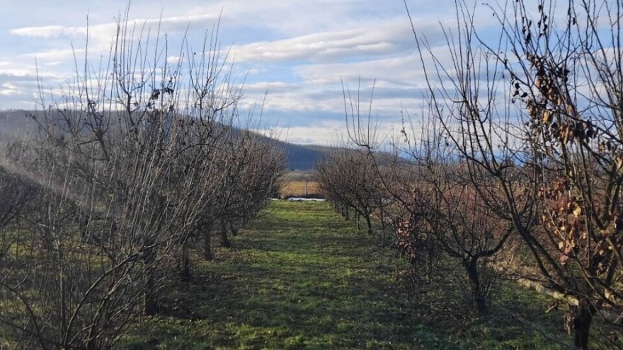 Erwinia napravila kaos u nasadima dunja: Kako spasiti stabla?