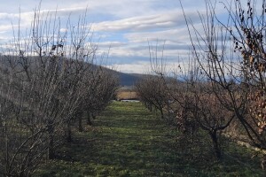 Erwinia napravila haos u zasadima dunja: Kako spasiti stabla?