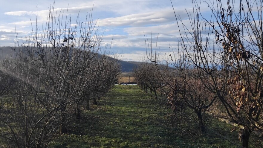 Erwinia napravila haos u zasadima dunja: Kako spasiti stabla?
