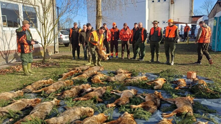 Prijavite se na šakalijade: Dva grada, jedna tradicija, hiljade lovaca