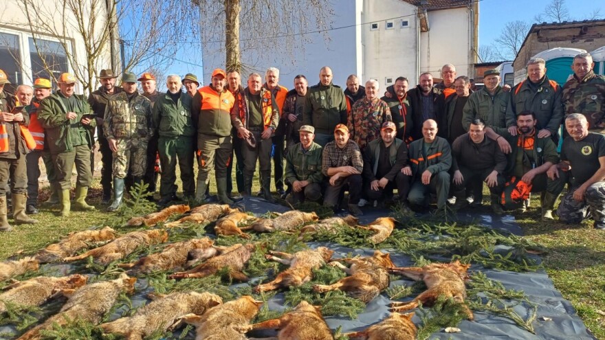 U Brodu odstrijeljena 33 šakala: "Da nije lovaca ne bi čovjek mogao izaći iz dvorišta"