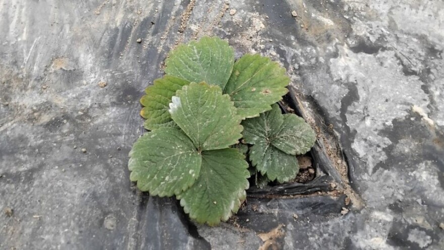 Obratite pažnju na bolesti i štetnike jagoda u plastenicima