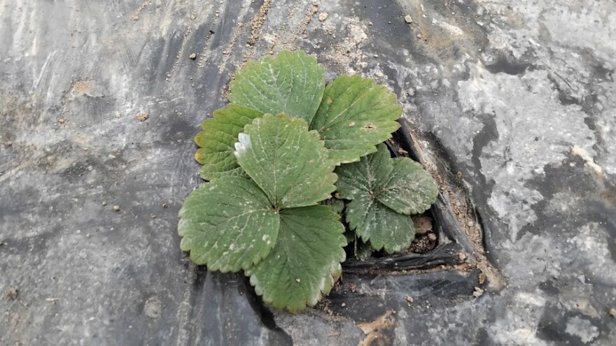 Obratite pažnju na bolesti i štetočine jagoda u plastenicima
