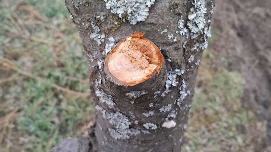 Stabla šljiva obolela od monilije mogu da se izleče - evo kako