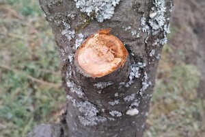 Stabla šljiva oboljela od monilije mogu se izliječiti - evo kako