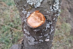 Stabla šljiva oboljela od monilije mogu da se izliječe - evo kako