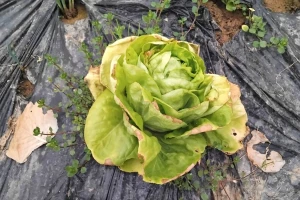Pazite na plamenjaču salate u zatvorenom prostoru - šta može pomoći?