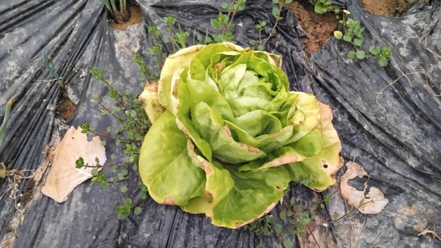 Pazite na plamenjaču salate u zatvorenom prostoru - što može pomoći?