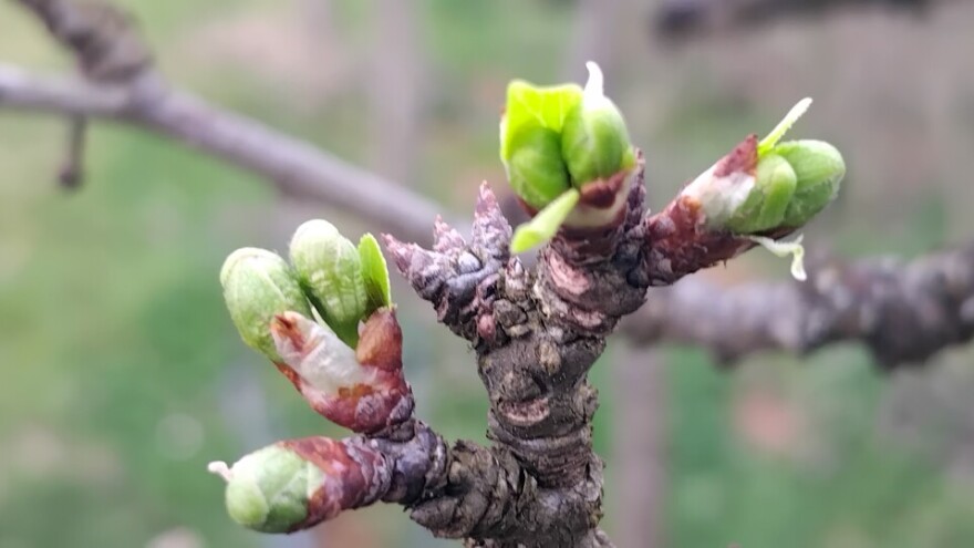 Nije dobro: Procvjetale džanarike i breskve, uskoro će i ostale voćne vrste