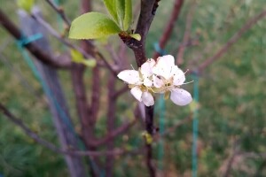 Bliži se napad šljivine osice: Kako zaštititi nasade?