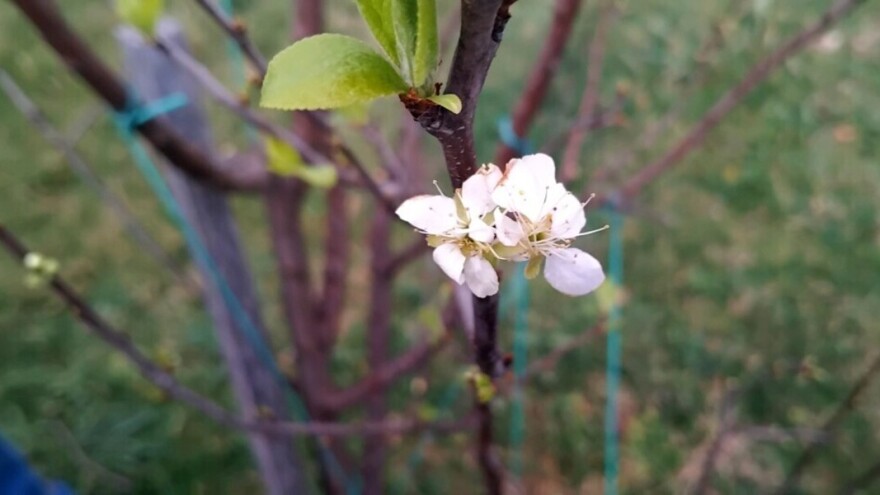 Bliži se napad šljivine osice: Kako zaštititi zasade?