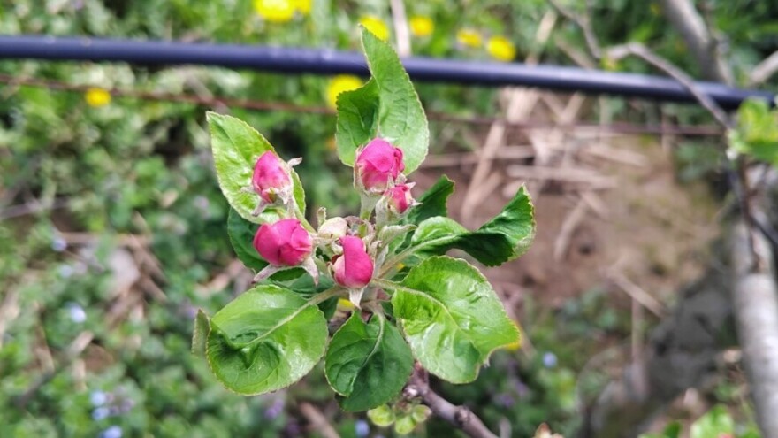 Hoće li polarni "Vortex" odrediti ovogodišnju voćarsku sezonu?