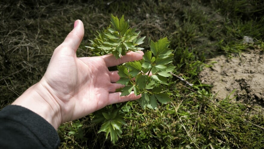 Još nemate selen u bašti? Evo kada je pravo vreme za sadnju domaće "vegete"
