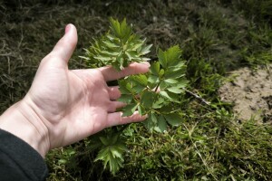 Još nemate ljupčac u vrtu? Evo kada je pravo vrijeme za sadnju domaće "vegete"