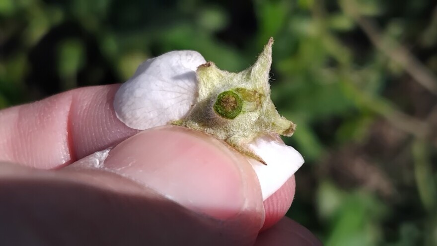 Mraz oštetio voće: Kako da sami prepoznate posljedice?