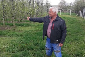 Bubulj lani ubrao 80 tona jabuke: "Još se držimo, ali ne znam do kada"