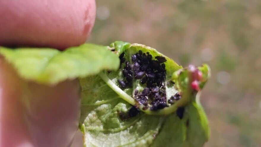 Crna trešnjina uš već napada mlade voćke: Kako je se riješiti?