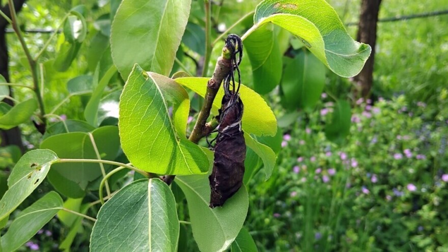 Kako se rešiti osice i cigaraša?