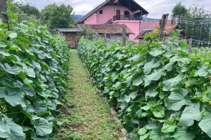 Poziv novim kooperantima za uzgoj kornišona: Više cijene otkupa