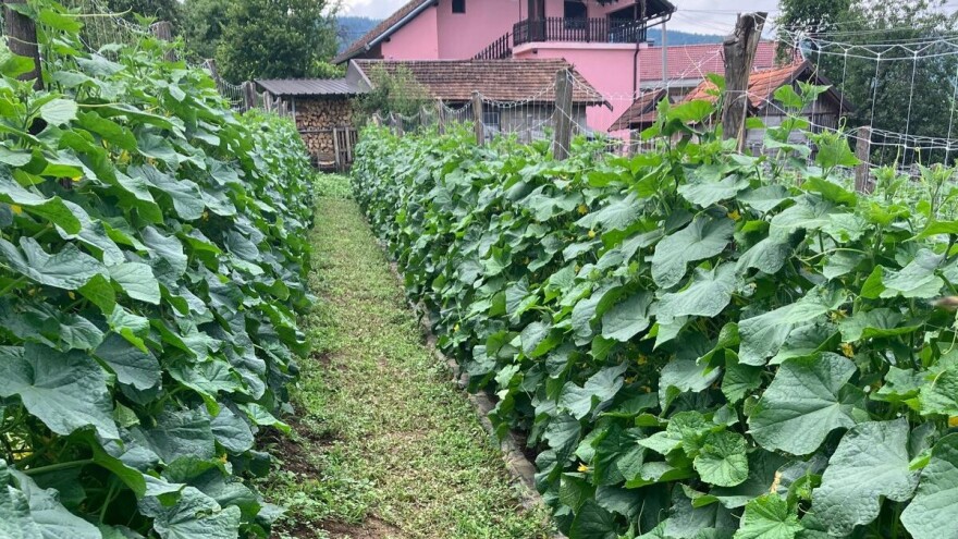 Poziv novim kooperantima za uzgoj kornišona: Više cijene otkupa
