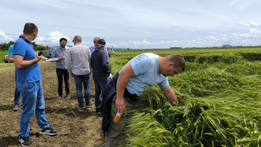 Pivarski ječam pred žetvom: Usprkos olujama, prognoze su optimistične