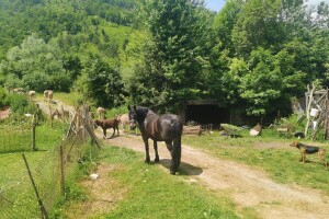 Crtica iz Tiškovca: Zaboravljeno selo u dva kantona i dvije države