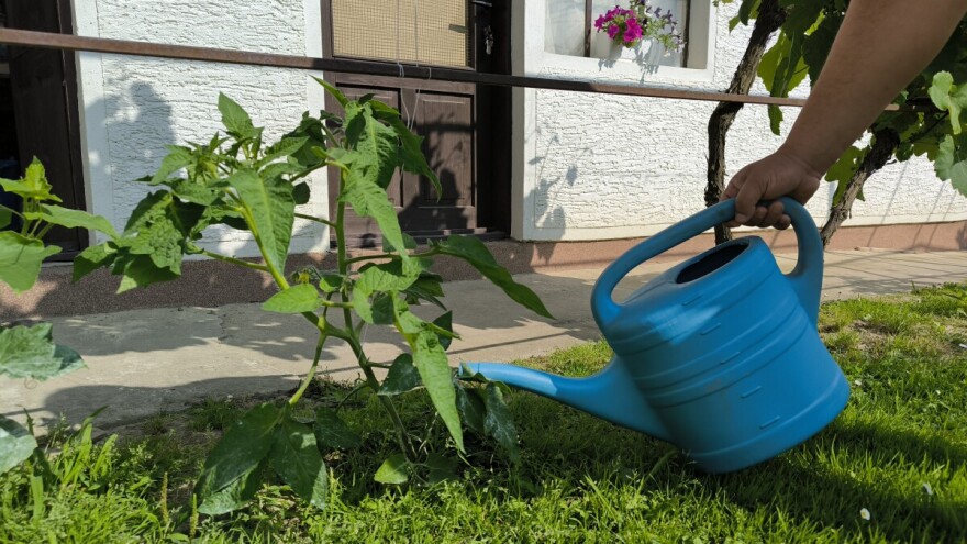 Pametno zalijevanje ljeti: Kako smanjiti potrošnju vode u vrtu