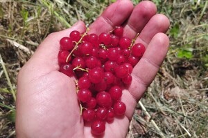 Neuništiv crveni ribiz: Voli sunce i češnjak, a neke voćke ne podnosi