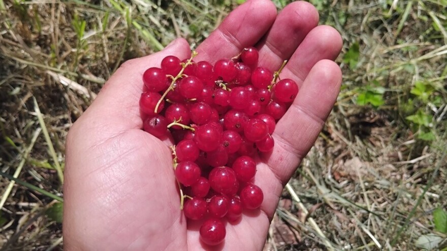 Neuništiv crveni ribiz: Voli sunce i češnjak, a neke voćke ne podnosi