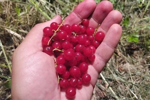 Neuništiva crvena ribizla: Voli sunce i bijeli luk, a neke voćke ne podnosi